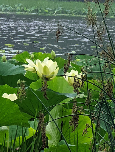 Art Museum «Museum Of Contemporary Art Chicago», reviews and photos, 220 E Chicago Ave, Chicago, IL 60611, USA