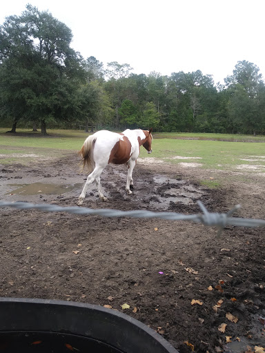 Horse trainer Savannah