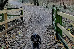 Warndon Woodlands Local Nature Reserve image