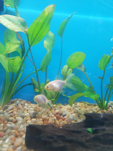 Pet Supply Store «Pet Supermarket», reviews and photos, 1746 E Silver Springs Blvd, Ocala, FL 34470, USA