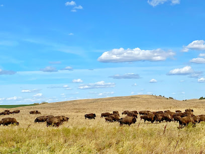 Heritage Bison Ranches