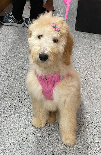 Pet Store «Animal Kingdom», reviews and photos, 5000 S Arizona Mills Cir, Tempe, AZ 85282, USA