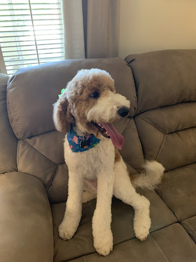 Pet Groomer «Precious Paws», reviews and photos, 221 N Marble St, Rockmart, GA 30153, USA