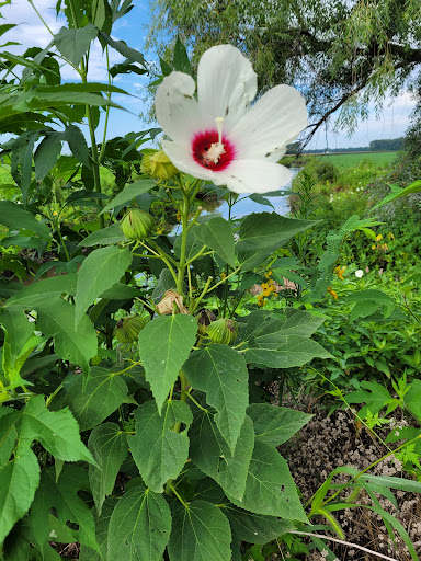 Nature Preserve «Marais Temps Clair Conservation Area», reviews and photos, 5134 Island Road, St Charles, MO 63301, USA