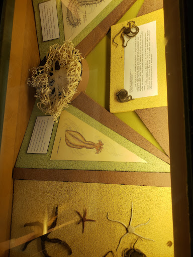 Museum «Sierra College Natural History Museum», reviews and photos, 5000 Rocklin Rd, Rocklin, CA 95677, USA