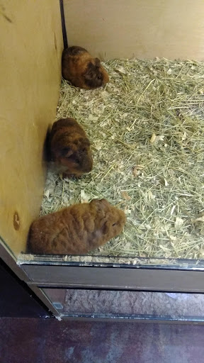 Pet Store «Wildside Pets», reviews and photos, 1042 N Higley Rd #105, Mesa, AZ 85205, USA