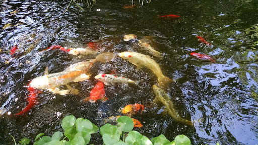 Pet Store «Fin & Feather Pet Center, Inc.», reviews and photos, 5208 Lakeside Ave, Richmond, VA 23228, USA