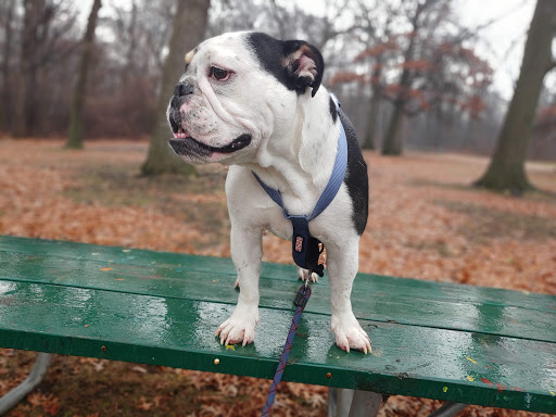 Public Golf Course «Palmer Park Golf Course», reviews and photos, 19013 Woodward Ave, Detroit, MI 48203, USA