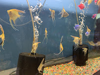 Just 4 Pets Van Scoy - Photo 7 - Car repair in Bayamón, Puerto Rico, San Juan