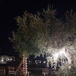 Photo n°3 de l'avis de Tonino. fait le 29/08/2022 à 12:13 sur le  Terra degli Ulivi Restaurant à Otranto