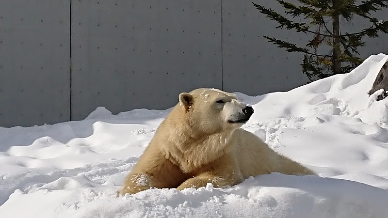 ホッキョクグマ・アザラシ館