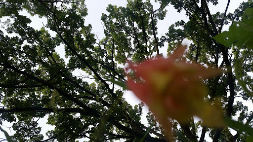 Nature Preserve «Lincoln Marsh», reviews and photos, Harrison Ave & Pierce Ave, Wheaton, IL 60187, USA