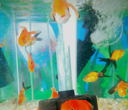 Acuario AQUAHOBBY photo