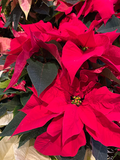 Grocery Store «Whole Foods Market», reviews and photos, 4100 University Ave, West Des Moines, IA 50266, USA