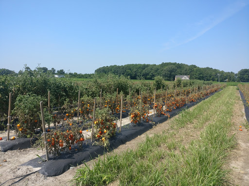 Fruit and Vegetable Store «Henley Farm», reviews and photos, 3513 Charity Neck Rd, Virginia Beach, VA 23456, USA