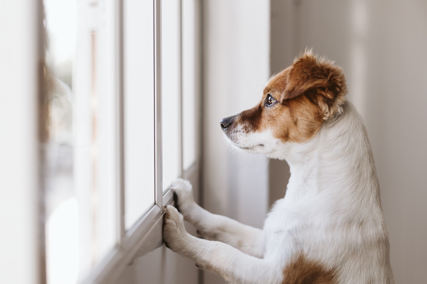 Hound and Home House Call Grooming