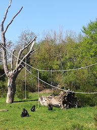 Photo n°36 de La Hutte des Gorilles à Romagne ()