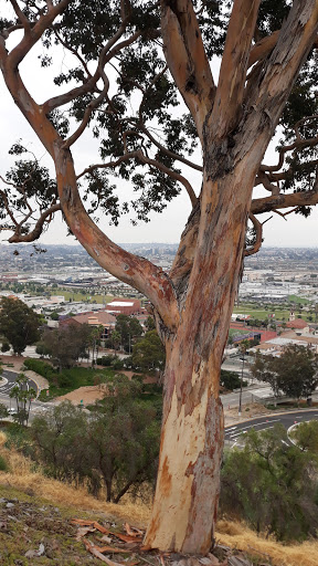 Stadium «Dodger Stadium», reviews and photos, 1000 Vin Scully Ave, Los Angeles, CA 90012, USA