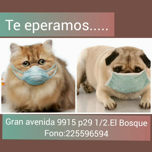 Opiniones de centro veterinario gran avenida 9915 en El Bosque - Veterinario