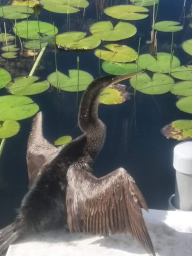 Nature Preserve «Grassy Waters Preserve», reviews and photos, 8264 Northlake Blvd, West Palm Beach, FL 33412, USA