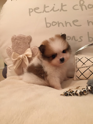 Pet Supply Store «Woof Woof Puppies & Boutique», reviews and photos, 29555 Northwestern Hwy, Southfield, MI 48034, USA