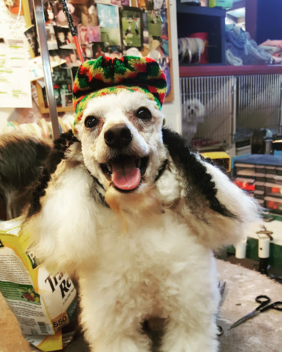 Blue Poodle Pet Salon