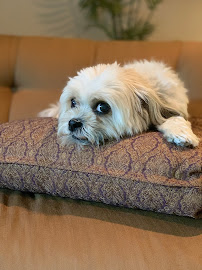 VCA Northside Animal Hospital - Photo 9 - Car repair in Bethlehem, PA, Allentown