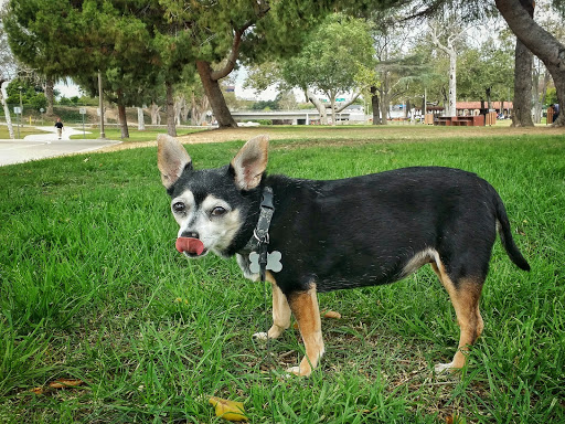 Park «Hart Park», reviews and photos, 701 S Glassell St, Orange, CA 92866, USA