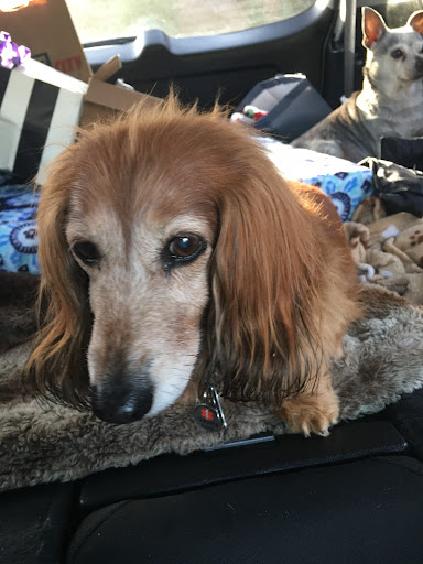 Fisher Hollow Veterinary Clinic image