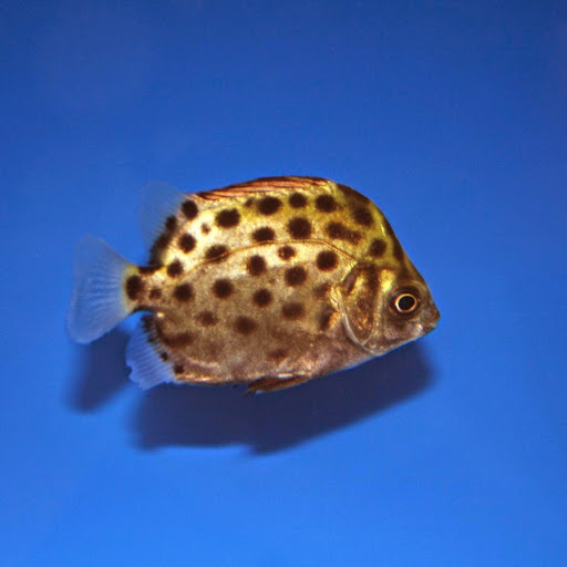 Tropical Fish Store «Aquatic Treasures/Bruces Pond Shop», reviews and photos, 20708 Gudith Rd, Brownstown Charter Twp, MI 48183, USA