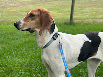 Chelsea’s Dog Boarding - Photo 4 - Car repair in , York