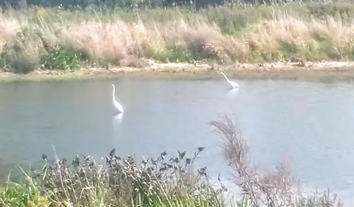 National Reserve «Montezuma National Wildlife Refuge», reviews and photos, 3395 US-20, Seneca Falls, NY 13148, USA