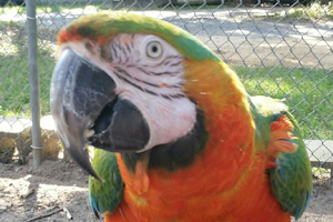 Uncle Sandy's Macaw Bird Park image