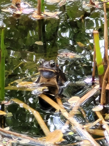 Nature Preserve «Tregaron Conservancy», reviews and photos, 3100 Macomb St NW, Washington, DC 20008, USA