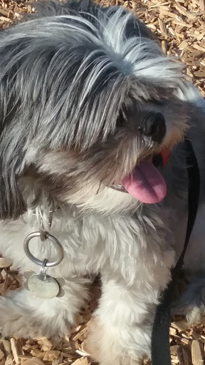 Park «Friendship Park», reviews and photos, 12325 W McDowell Rd, Avondale, AZ 85323, USA