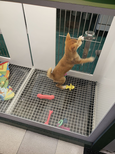 Pet Store «Petland Las Vegas», reviews and photos, 8800 W Charleston Blvd #3, Las Vegas, NV 89145, USA