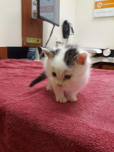 Pet Supply Store «PetSmart», reviews and photos, 5465 Dressler Rd NW, North Canton, OH 44720, USA