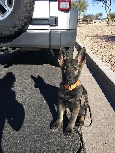 Pet Supply Store «Pet Club W Gilbert», reviews and photos, 835 W Warner Rd #111, Gilbert, AZ 85233, USA