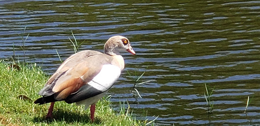 Golf Course «North Palm Beach Country Club», reviews and photos, 951 US-1, North Palm Beach, FL 33408, USA