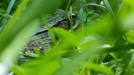 Nature Preserve «Rancocas Nature Center», reviews and photos, 794 Rancocas Mt Holly Rd, Westampton, NJ 08060, USA