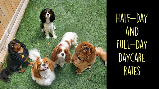 Pet Boarding Service «All About Pets», reviews and photos, 130 Arrow Rd #102, Hilton Head Island, SC 29928, USA