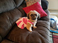 Petco - Photo 9 - Car repair in Appleton, WI, Appleton