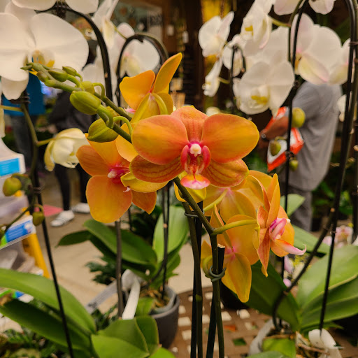 Garden Center «International Garden and Floral Design Center», reviews and photos, 155 N Sepulveda Blvd, El Segundo, CA 90245, USA