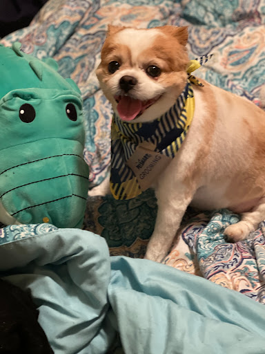 Pet Supply Store «PetSmart», reviews and photos, 3042 W Ridge Rd, Greece, NY 14626, USA