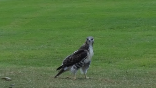 Golf Club «Myers Park Country Club Golf», reviews and photos, 2415 Roswell Ave, Charlotte, NC 28209, USA