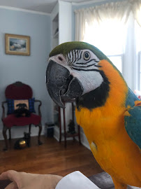 Parrot Haven - Photo 5 - Car repair in Elmwood Park, NJ, Paterson