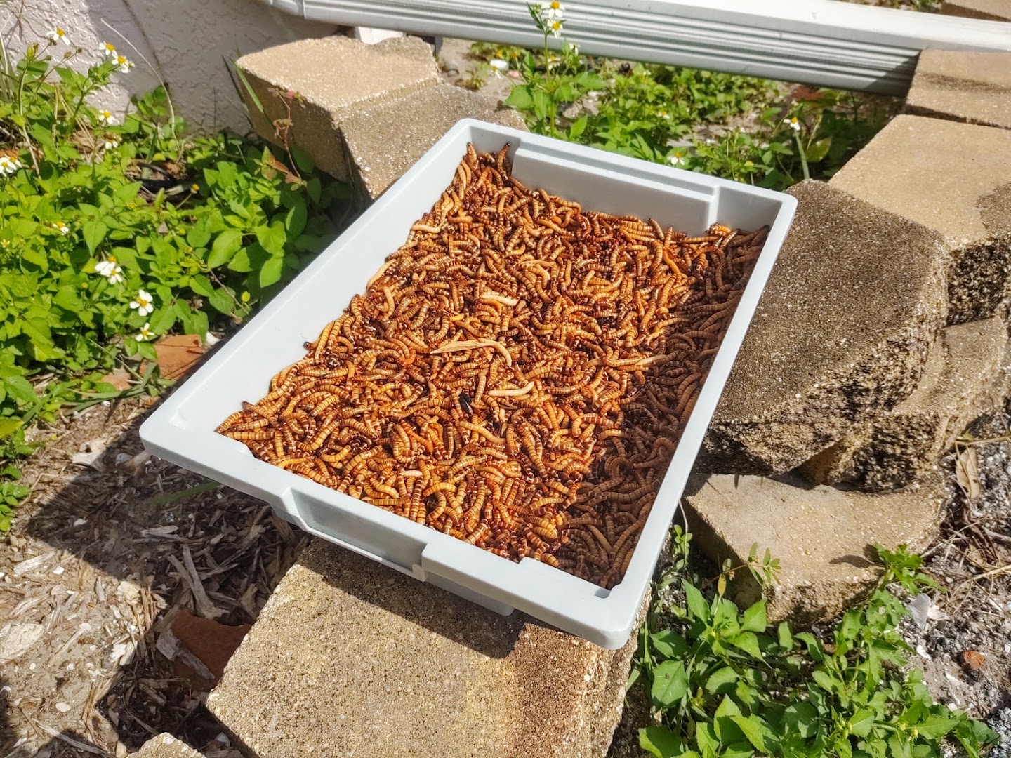 Many Mealworms!