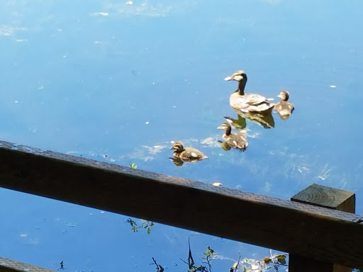 Park «Scriber Lake Park», reviews and photos, 5601 198th St SW, Lynnwood, WA 98036, USA