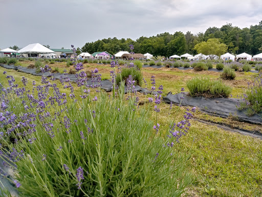 Tourist Attraction «Peaceful Acres Lavender Farm», reviews and photos, 2387 Co Rd 80, Martinsville, OH 45146, USA