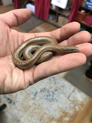 Pet Boarding Service «Safford Feed & Pet Supplies», reviews and photos, 203 US-70, Safford, AZ 85546, USA